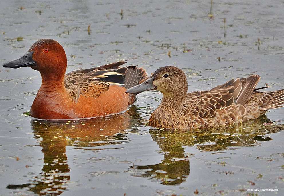 Cinnamon Teal Pair Wading