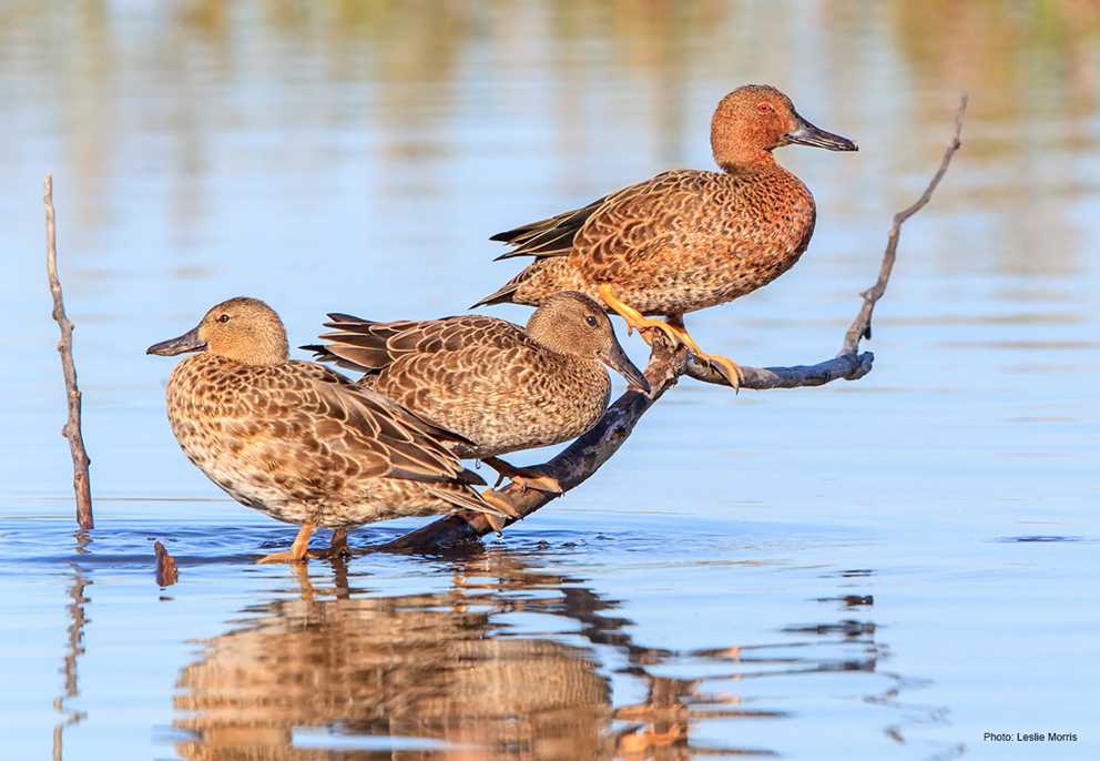 Cinnamon Teal on a Stick