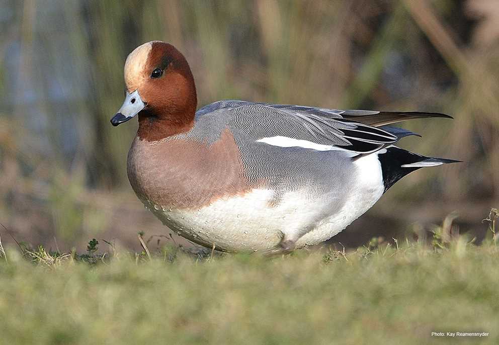 Eurasian Wigeon Drake Standing