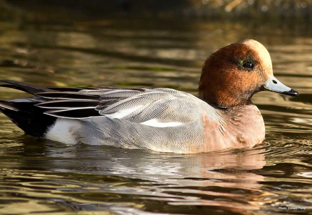 Eurasian Wigeon Drake Wading