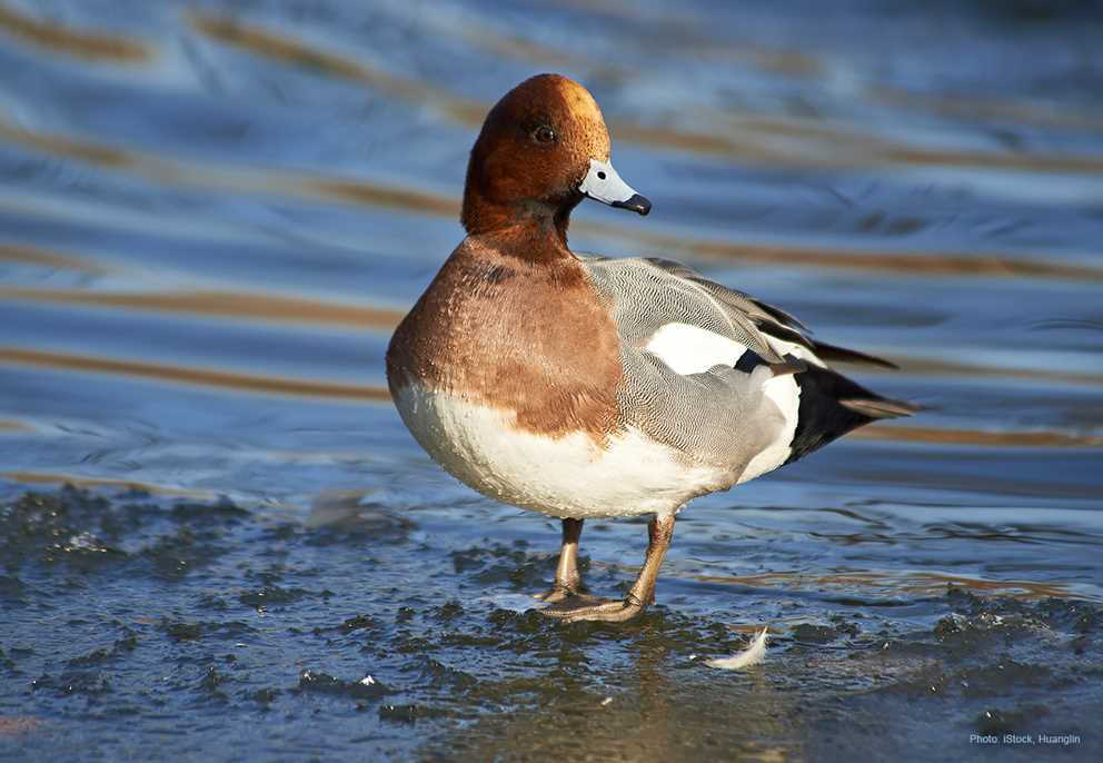 Eurasian Wigeon Looking Right