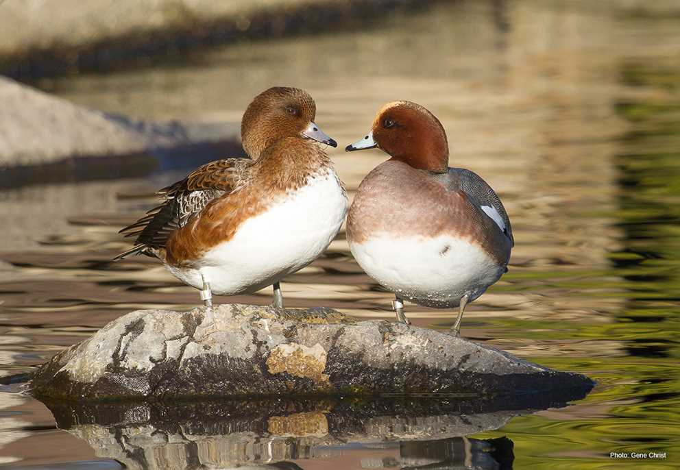 Eurasian Wigeon Pair on Rock