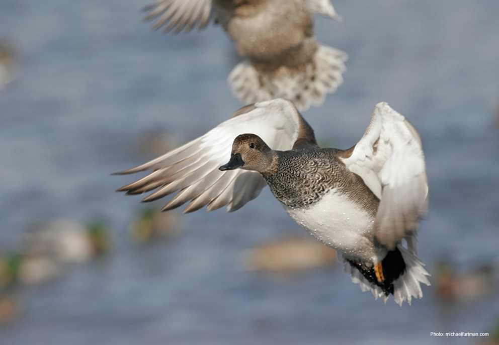 Gadwall Flapping