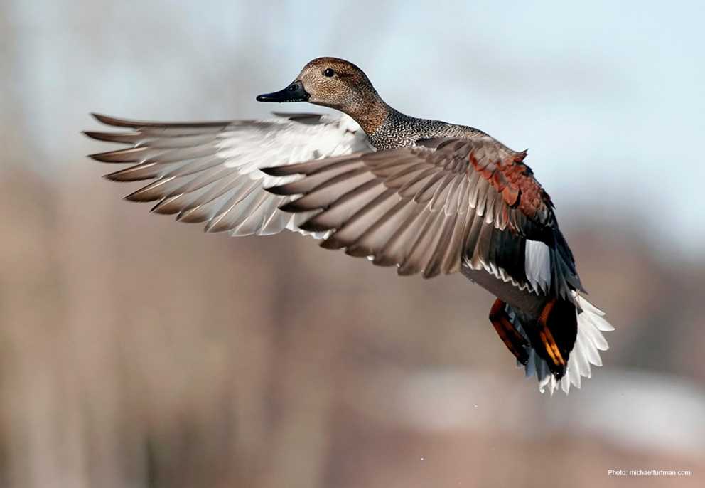 Gadwall Gliding