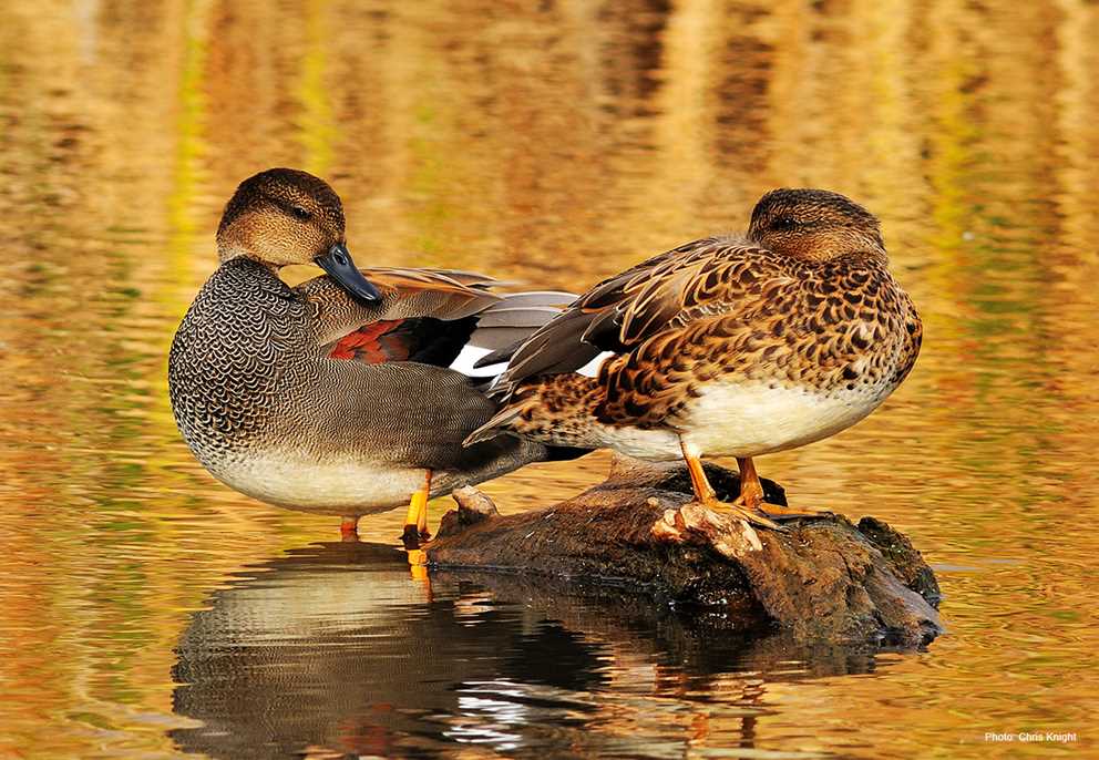 Gadwall Pair on a Log