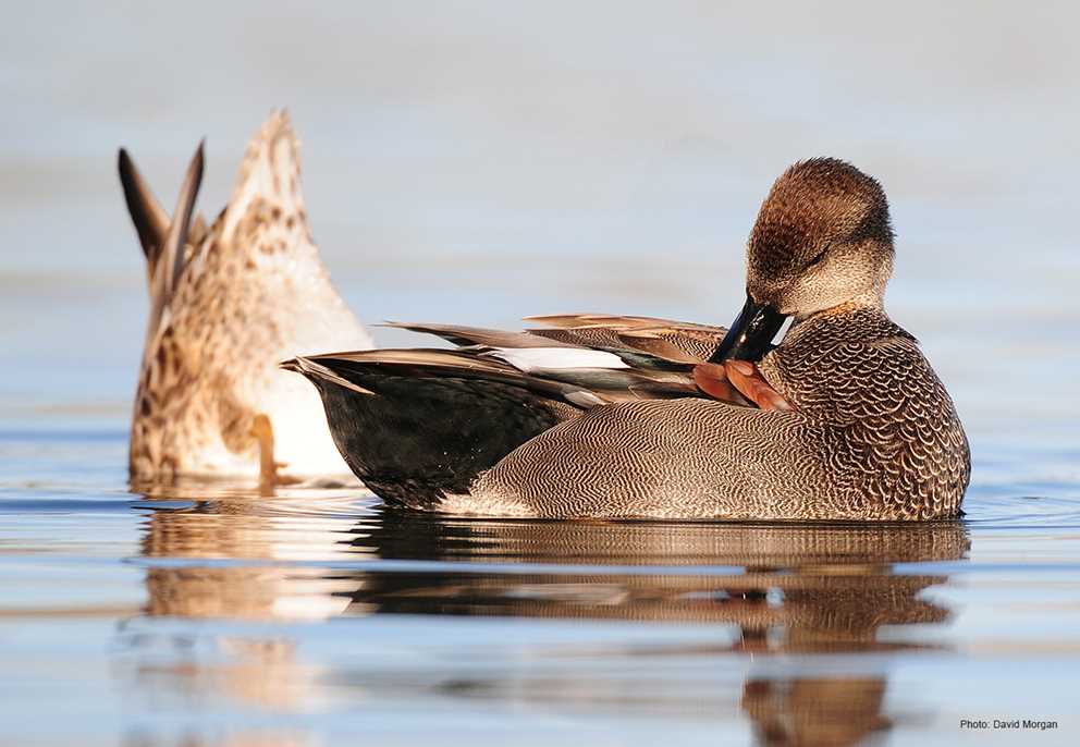 Gadwall Preening