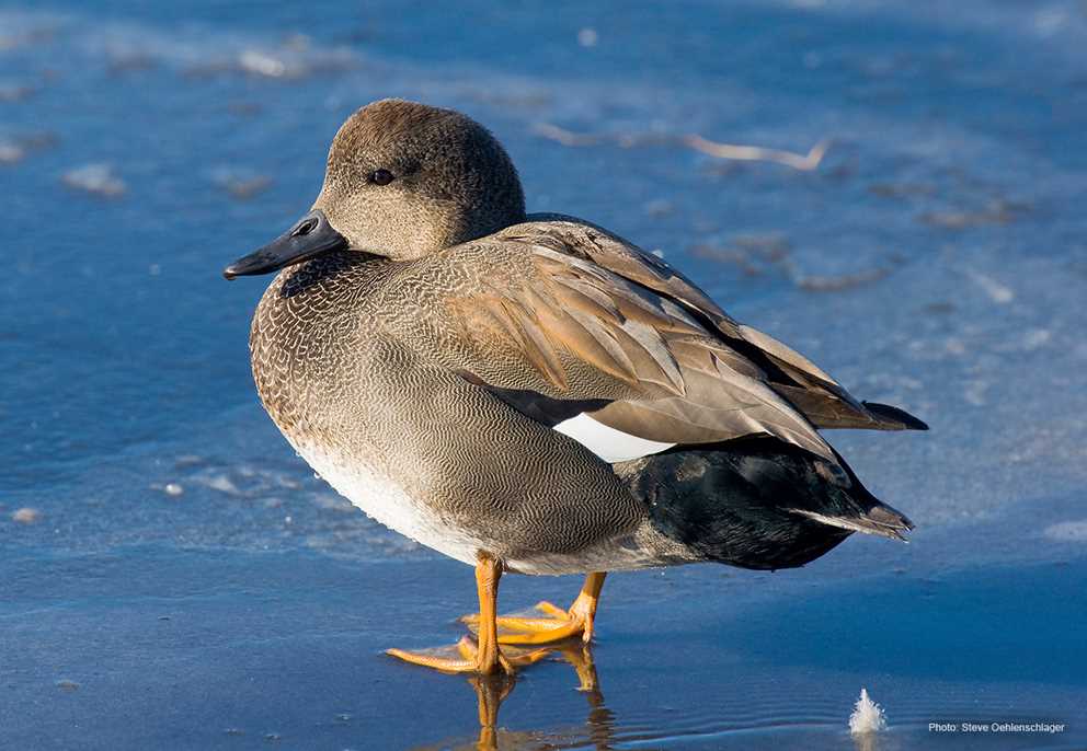 Gadwall Standing