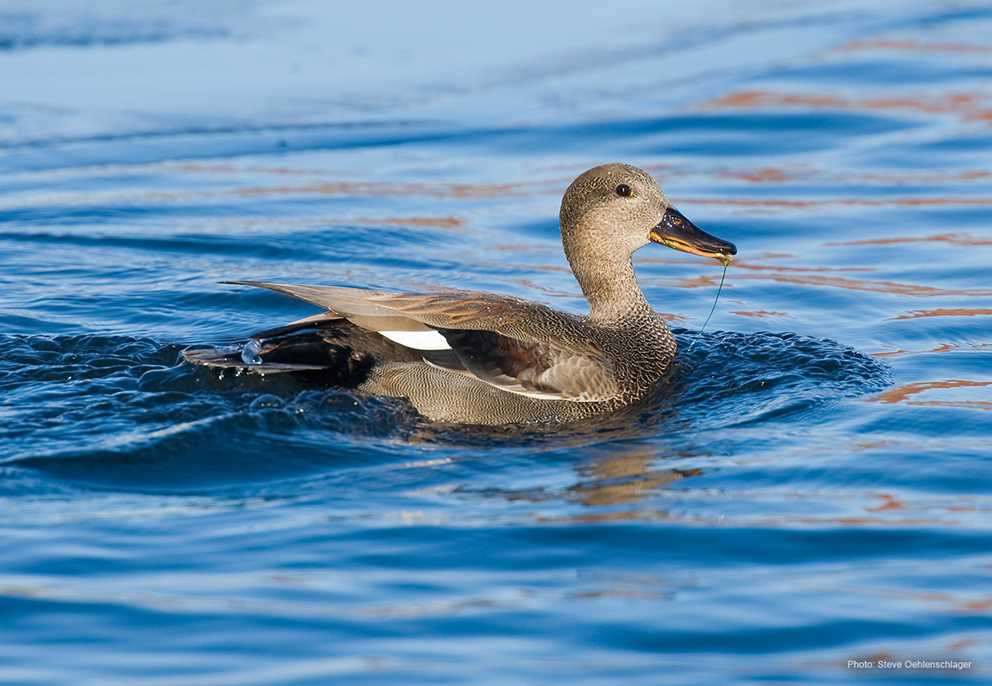 Gadwall Swimming