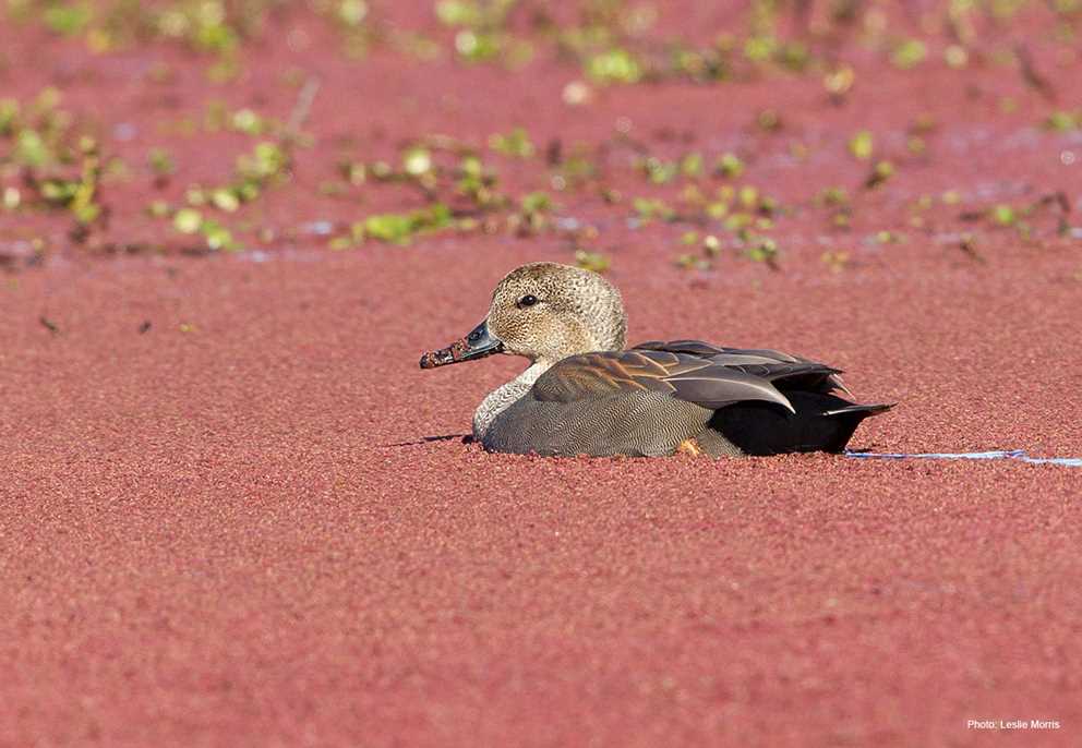 Gadwall Wading