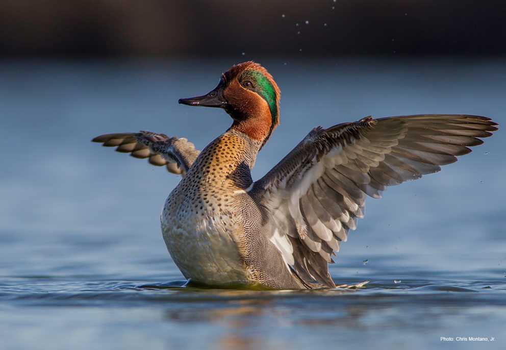 View the Green-winged Teal on Ducks Unlimited's Waterfowl ID
