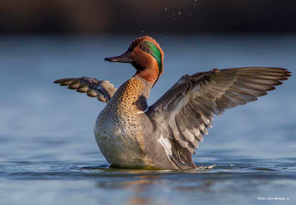 Green-winged Teal Drake Flapping