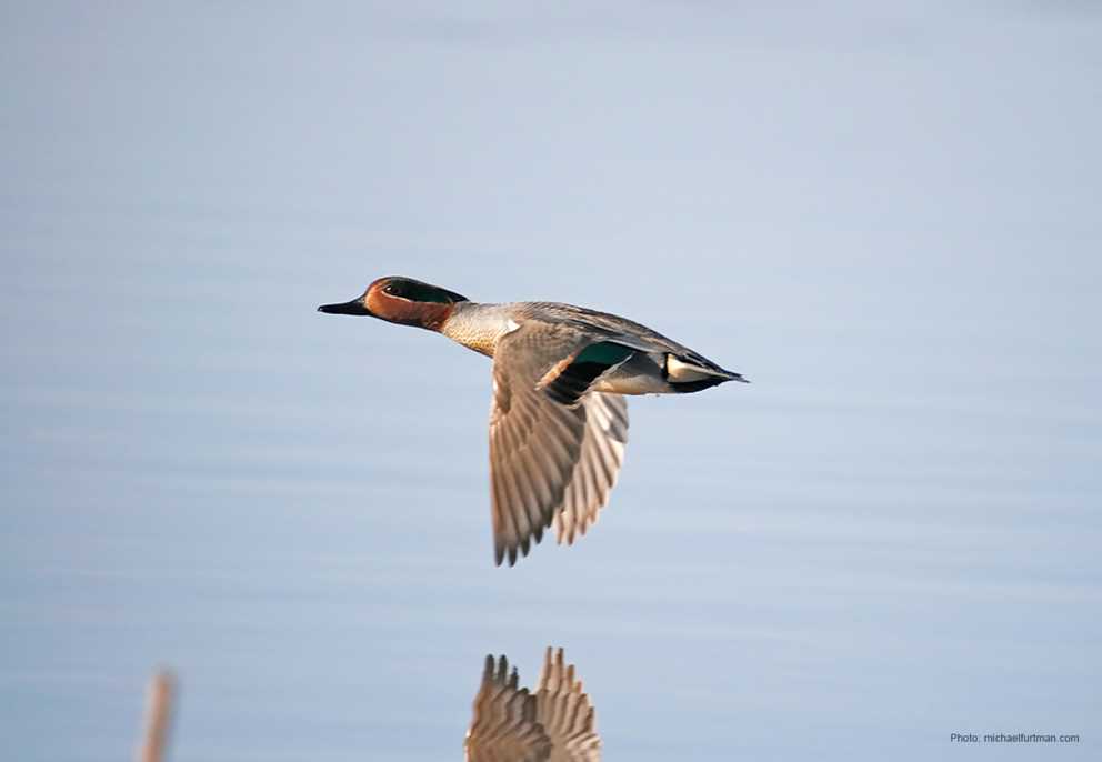 Green-winged Teal Drake Flying