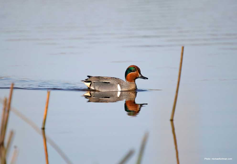 Green-winged Teal Drake Wading