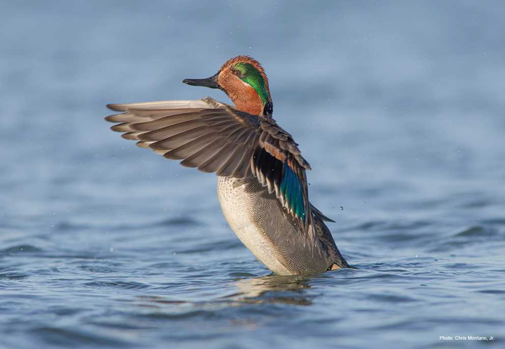 Green-winged Teal Drake on Water