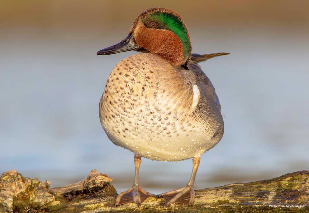 Green-winged Teal Drake on a Log