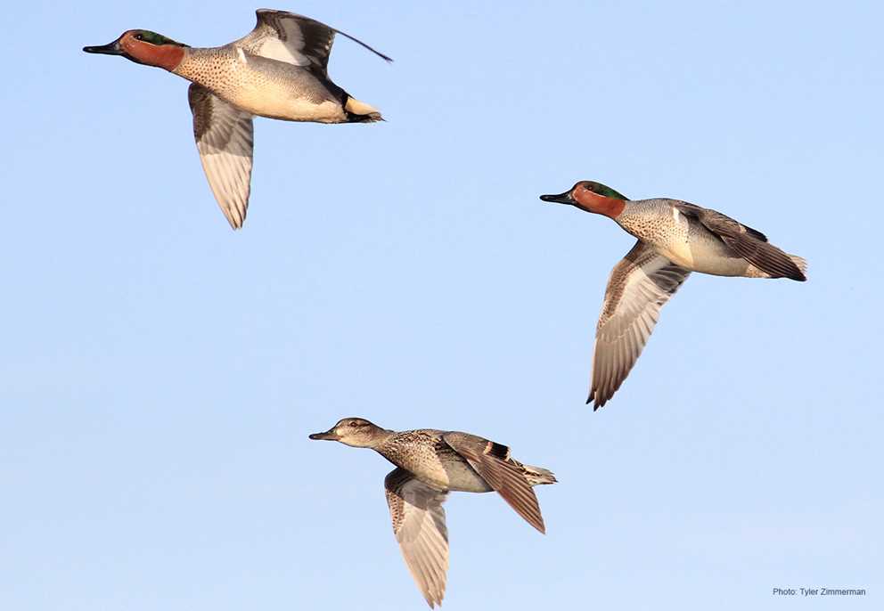 Green-winged Teal Flying