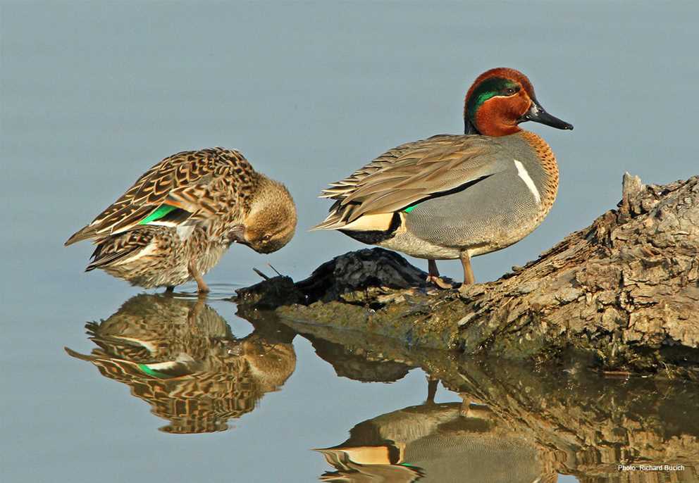 Green-winged Teal Pair on a Log