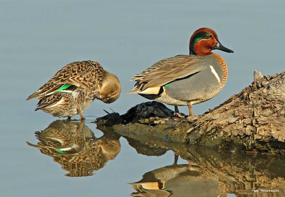 Green-winged Teal Image