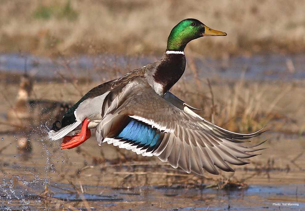View the Mallard on Ducks Unlimited's Waterfowl ID