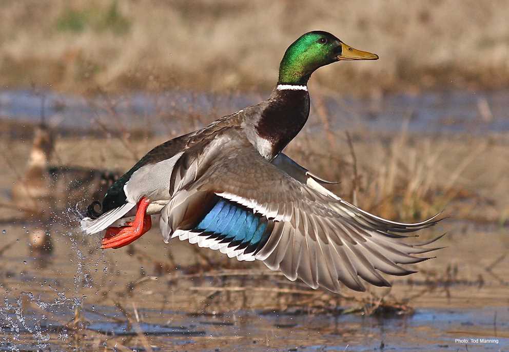 Mallard Drake Taking Off