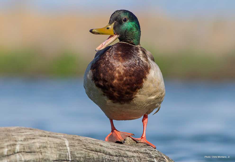 Mallard Drake Vocalizing