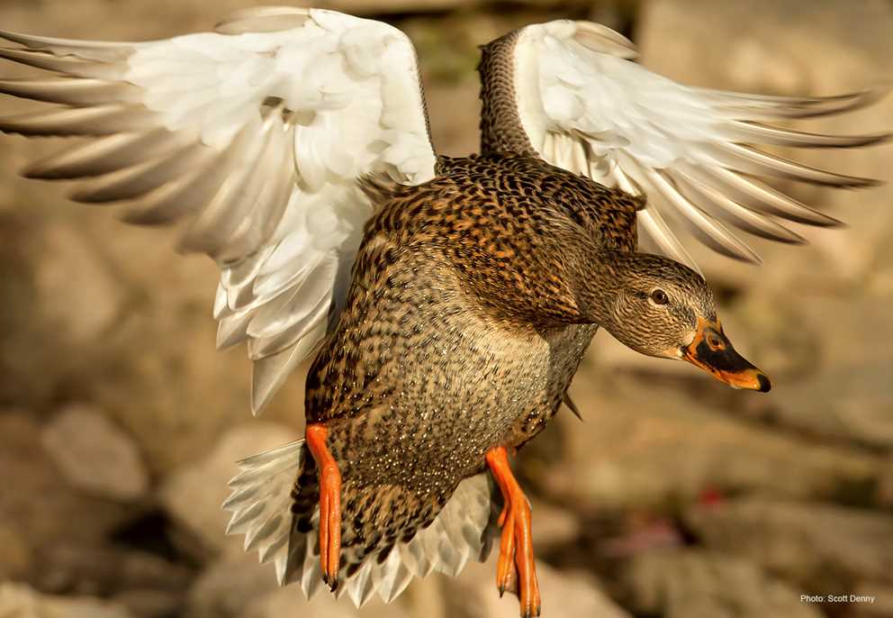 Mallard Hen Gliding