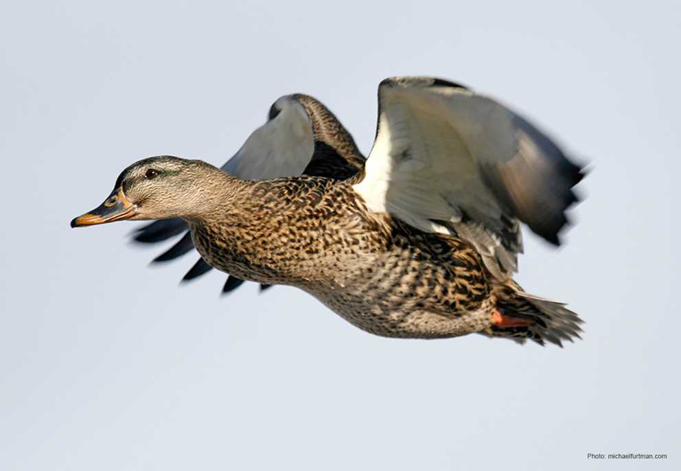 Mallard Hen in Flight