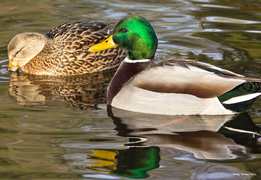 Mallard Pair Swimming