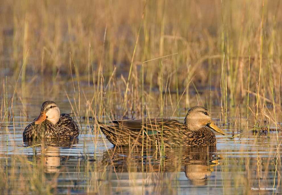 Mottled Duck Pair Wading