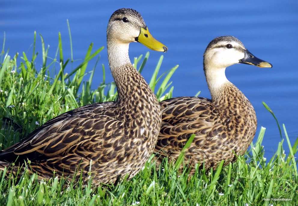 View the Mottled Duck on Ducks Unlimited's Waterfowl ID