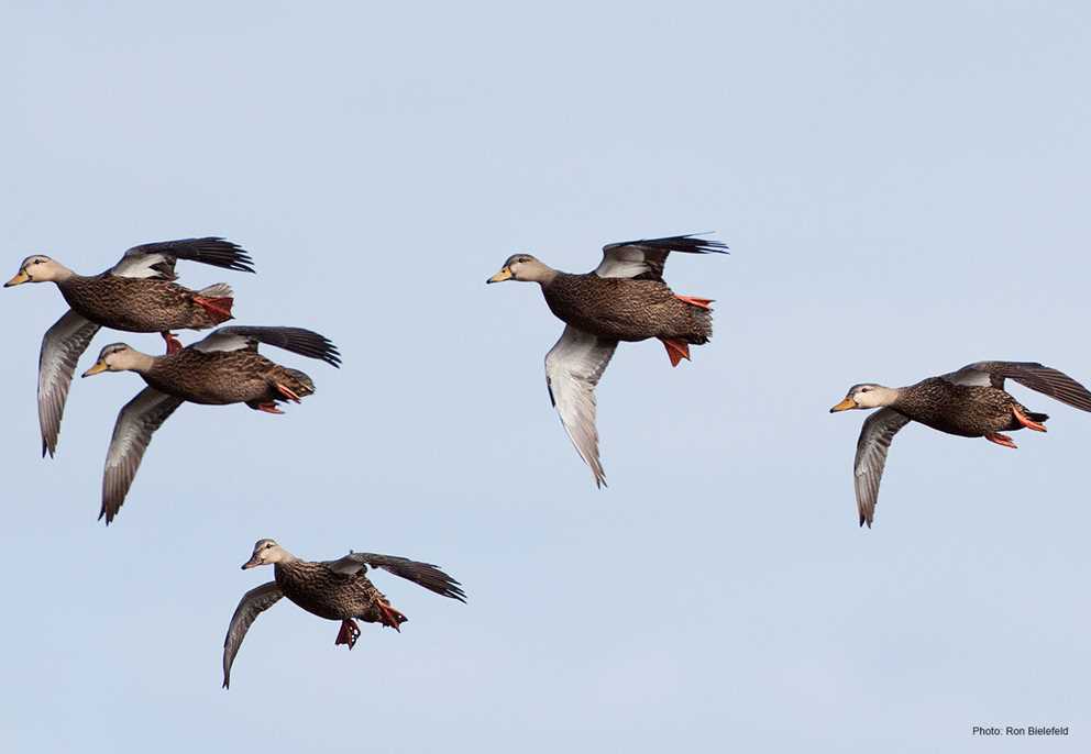 Mottled Ducks in Flight