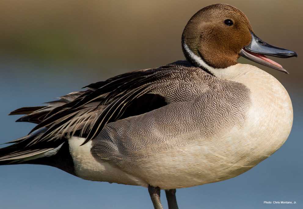 Northern Pintail Drake Vocalizing