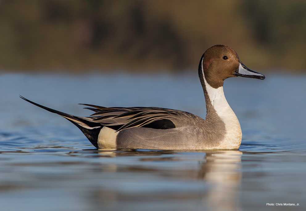 Northern Pintail Drake Wading