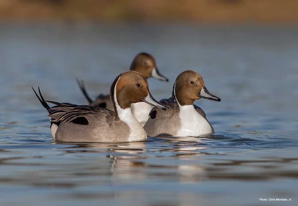 Northern Pintail Image