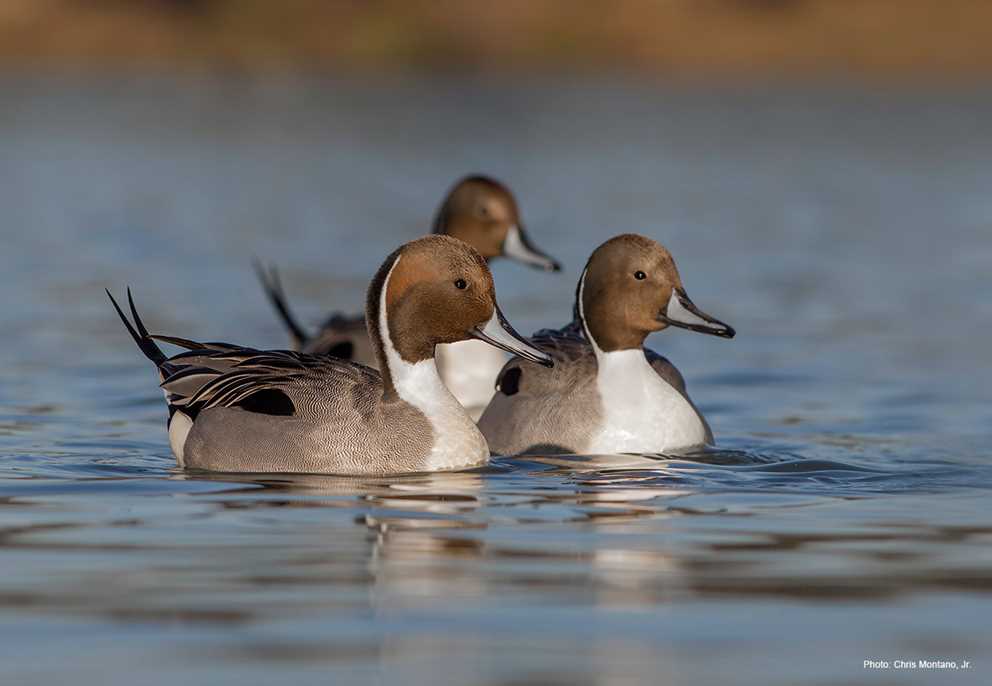 Northern Pintail Drakes Swimming