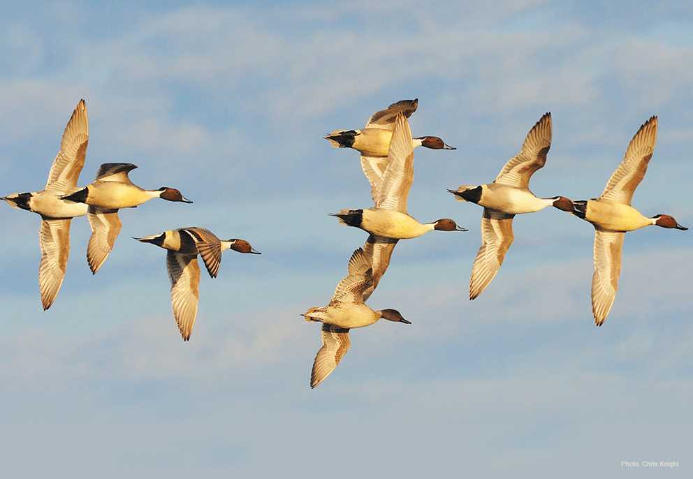 Northern Pintail Drakes in Flight