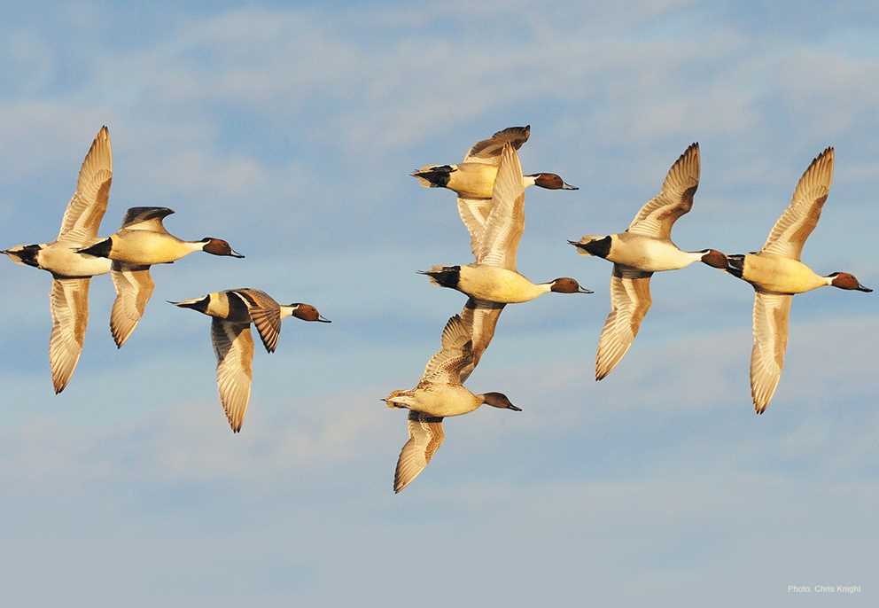 Northern Pintail Image