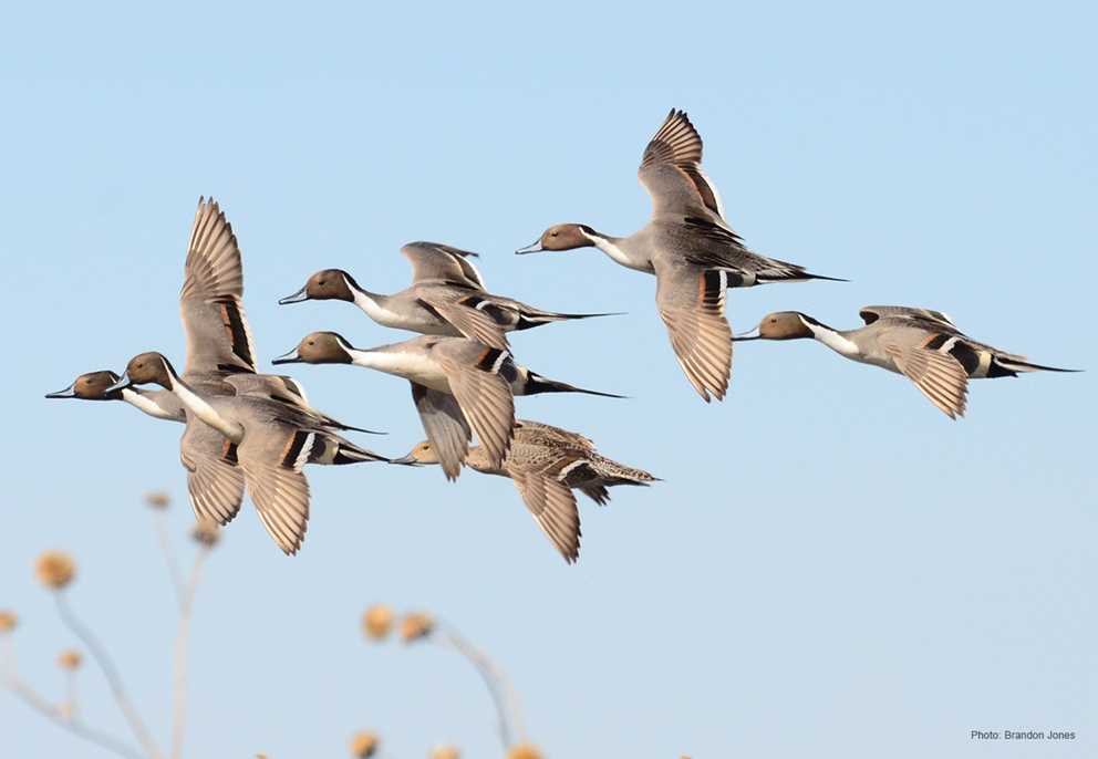 Northern Pintail Group Flying