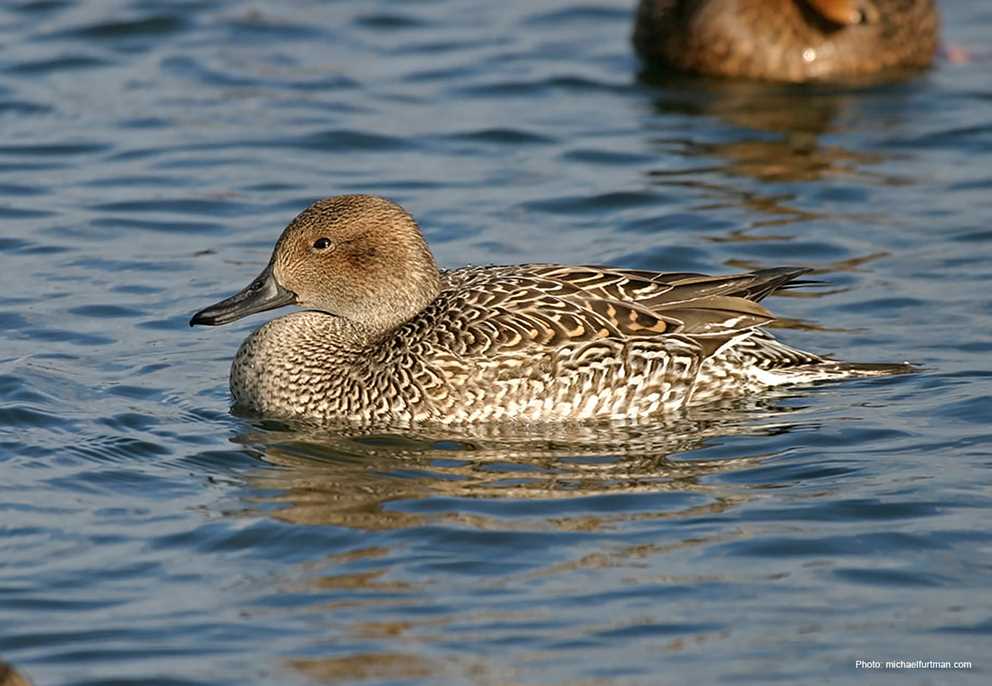 Northern Pintail Hen Wading