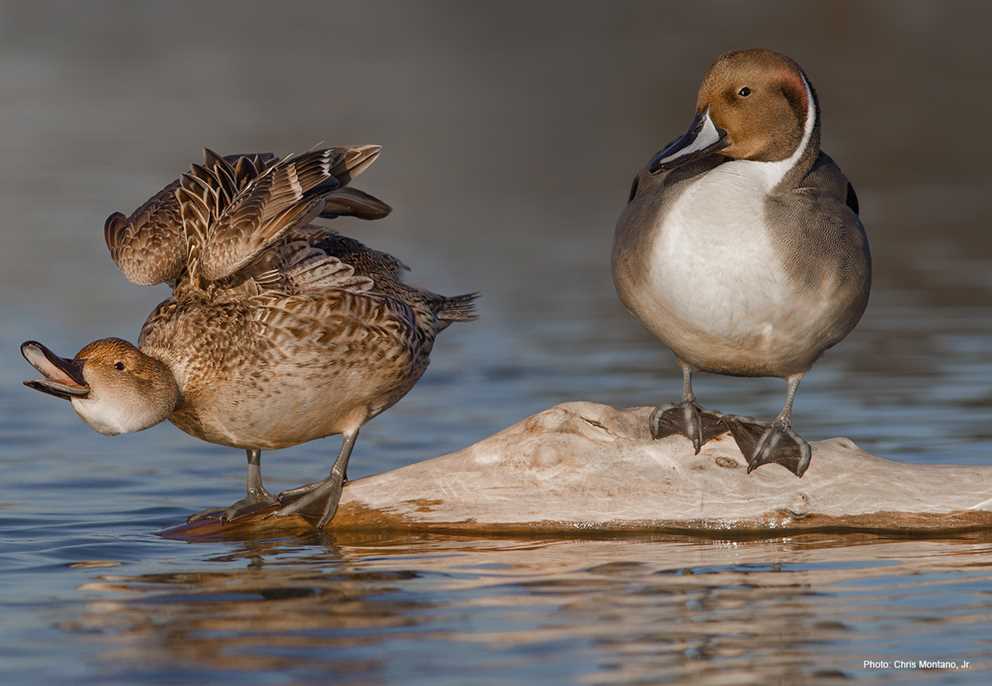 Northern Pintail Pair on Log