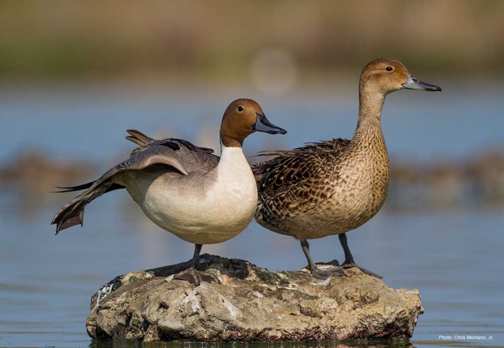 Northern Pintail Pair on Rock