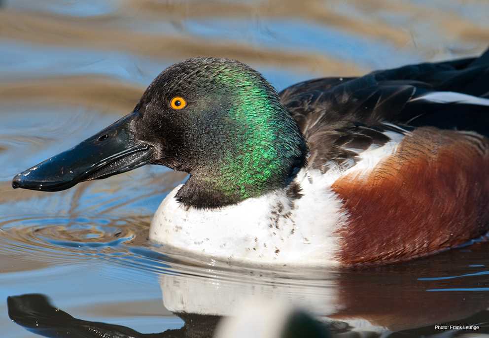 Northern Shoveler Drake Close Up