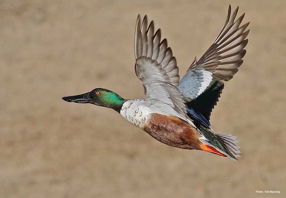 Northern Shoveler Drake Flying Right