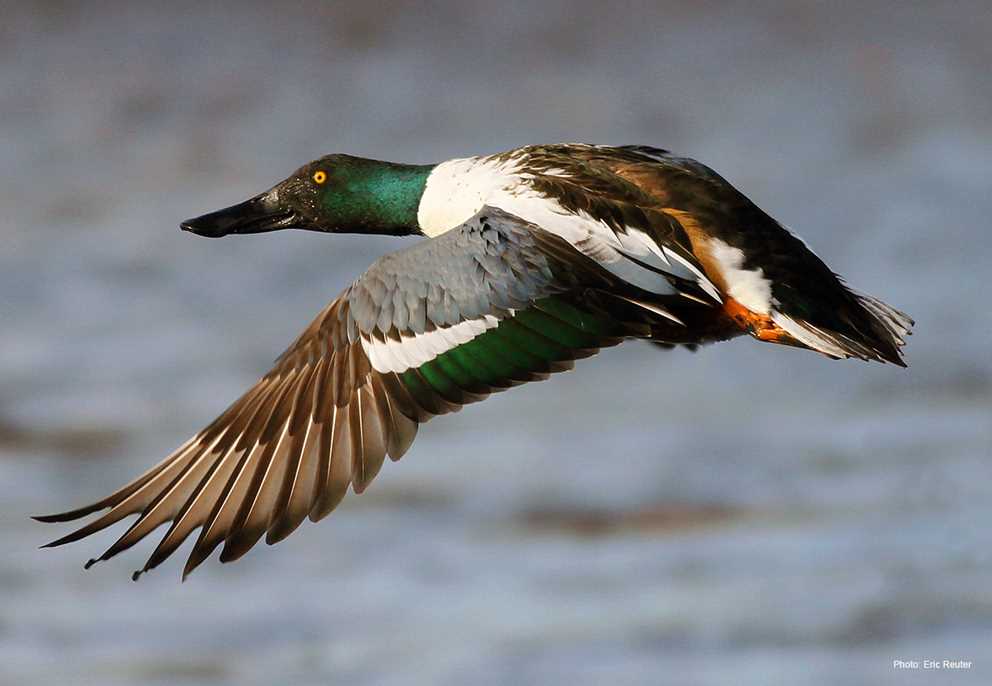 Northern Shoveler Drake Flying