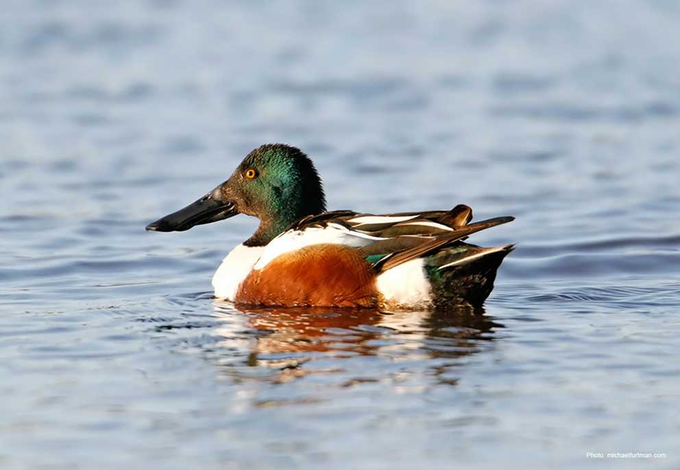 View the Northern Shoveler on Ducks Unlimited's Waterfowl ID