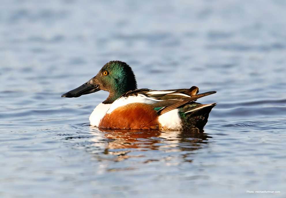 Northern Shoveler Drake Wading