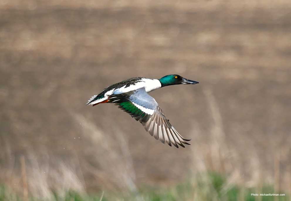 Northern Shoveler Drake in Flight