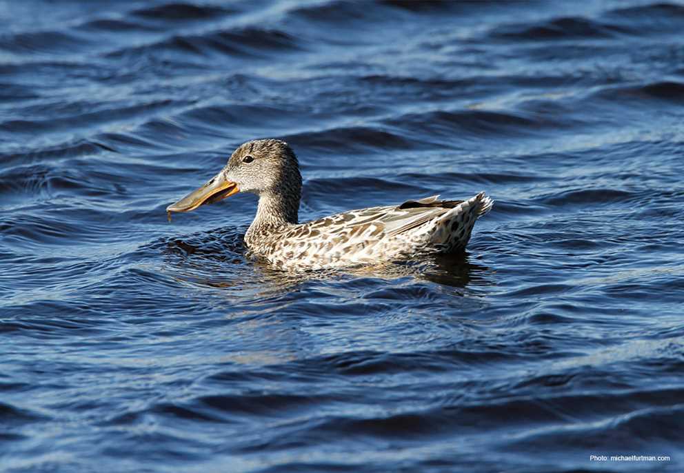 Northern Shoveler Hen Wading