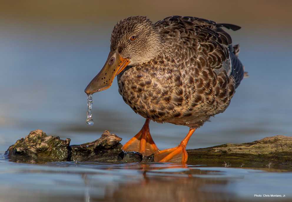 Northern Shoveler Hen on Log