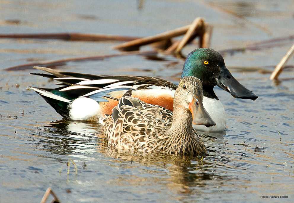 Northern Shoveler Pair Wading